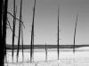 - Yellowstone
