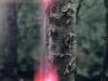 - Tree Light
