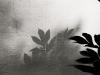 - Leaf Silhouette