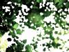 - Greens